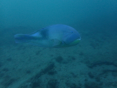 Choerodon schoenleinii