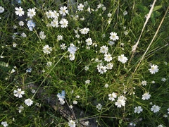 Stellaria palustris