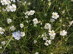 Stellaria palustris