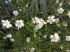Stellaria palustris
