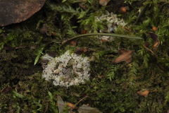 Fuligo cinerea