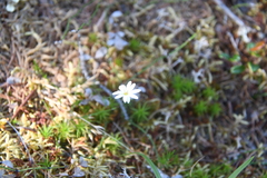 Stellaria peduncularis