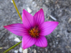 Romulea cruciata