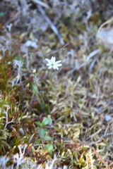 Stellaria peduncularis