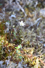 Stellaria peduncularis