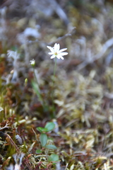Stellaria peduncularis
