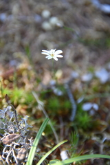 Stellaria peduncularis