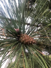 Pinus