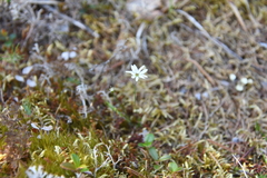 Stellaria peduncularis