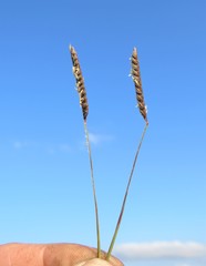 Microchloa altera