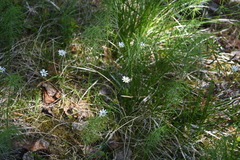 Stellaria peduncularis