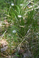 Stellaria peduncularis