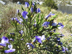 Psoralea congesta