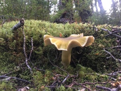 Tricholoma viridiolivaceum