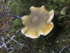 Tricholoma viridiolivaceum