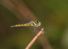 Brachydiplax farinosa