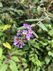 Buddleja
