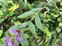 Buddleja