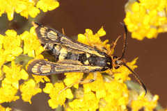 Chamaesphecia turbida