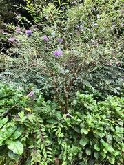 Buddleja