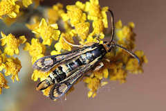 Chamaesphecia turbida