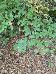 Dirca palustris