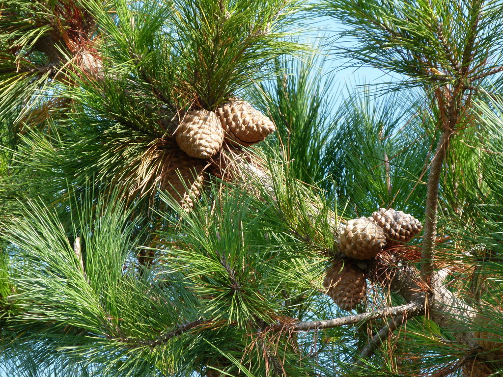 Scorch translate cell Monterey Pine (LA Urban Forest Program) · iNaturalist