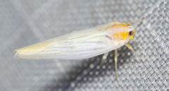Neocenchrea heidemanni