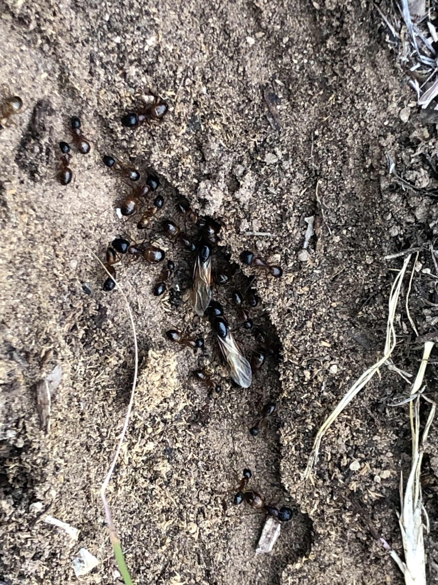 Camponotus sansabeanus