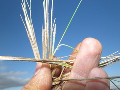 Microchloa altera