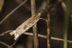 Prionapteryx achatina