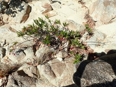 Augusta longifolia
