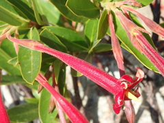 Augusta longifolia