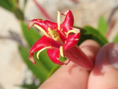 Augusta longifolia