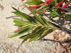 Augusta longifolia