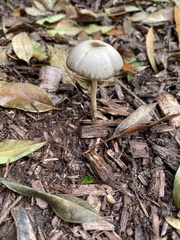 Psathyrella