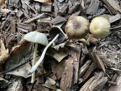 Psathyrella