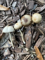 Psathyrella