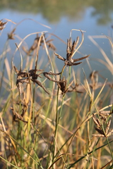 Bolboschoenus glaucus