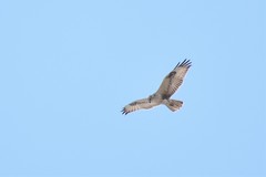 Buteo rufinus