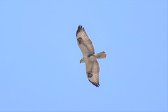 Buteo rufinus