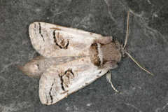 Parahypopta caestrum