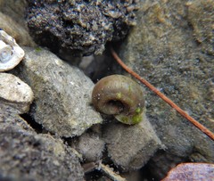 Chaetophora