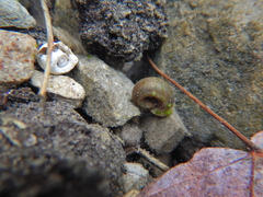 Chaetophora