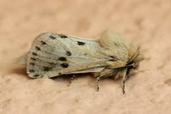 Dyspessa salicicola