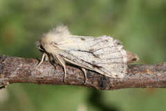 Dyspessa salicicola