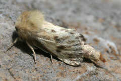 Dyspessa salicicola