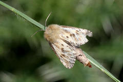 Dyspessa salicicola