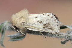 Dyspessa salicicola