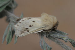 Dyspessa salicicola